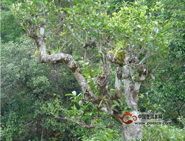 云南古茶树
