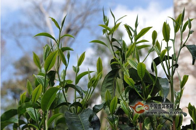 勐海老班章古树茶均价每年涨幅40%左右