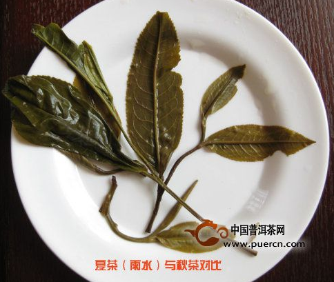 看图来辨别普洱茶原料春、秋、夏（雨水料）