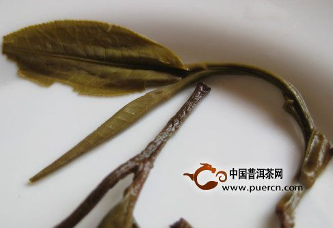 看图来辨别普洱茶原料春、秋、夏（雨水料）