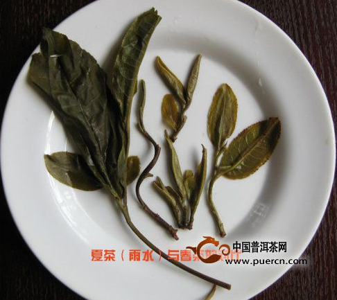 看图来辨别普洱茶原料春、秋、夏（雨水料）