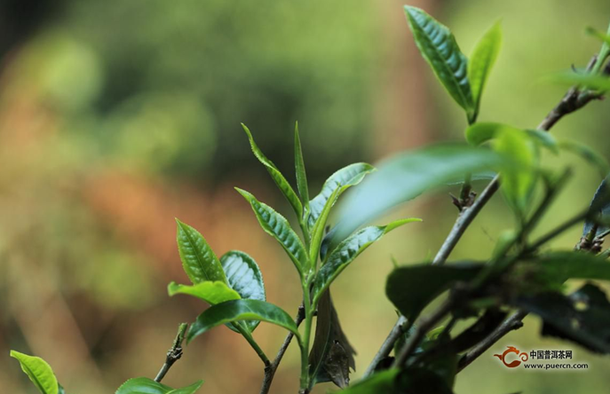 聊聊易武茶的转化